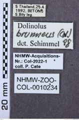 Etiketten zu Hemicleus caffer (NHMW-ZOO-COL-0010234)